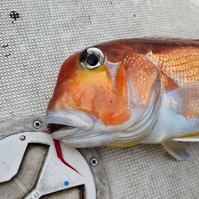 カルティバ(Cultiva)「ガチの甘ラバサビキ」 | ルアーバンク公式ストア